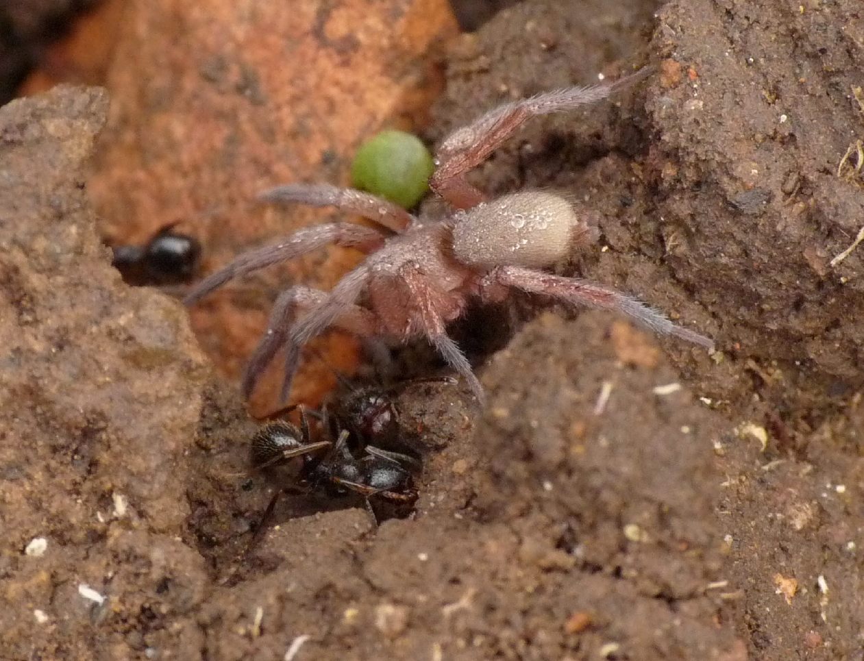 Ragni insieme a formiche Messor ibericus (Anagraphis ochracea)